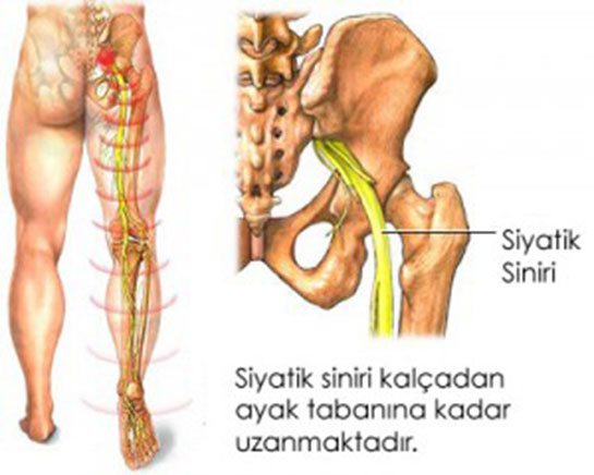 Siyatik Sinir