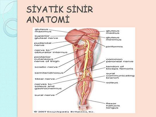 Siyatik Sinir Anatomisi